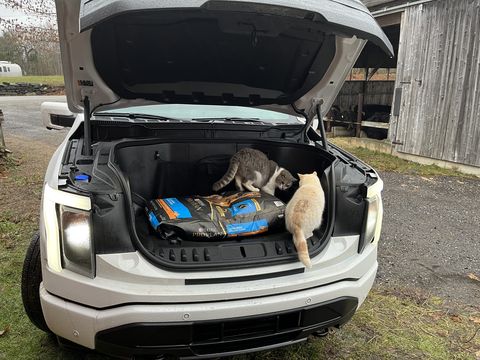 două pisici în portbagajul frontal deschis al unui Ford Lightning