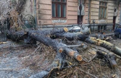 Despăgubirea pentru mașina lovită de un copac nu vine automat fără CASCO