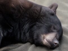 Un urs negru din Grand Teton a fost eutanasiat după ce vizitatorii l-au hrănit repetat