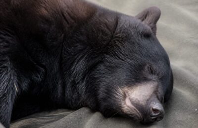 Un urs negru din Grand Teton a fost eutanasiat după ce vizitatorii l-au hrănit repetat